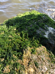 Ulva compressa