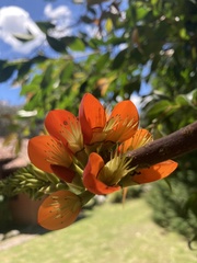 Erythrina edulis