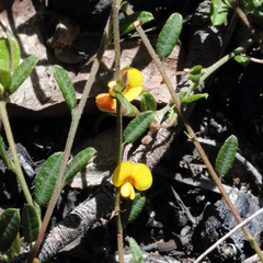 Bossiaea scortechinii