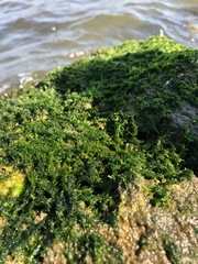 Ulva compressa