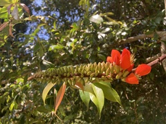 Erythrina edulis