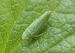 Graphocephala cythura