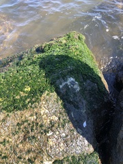Ulva compressa