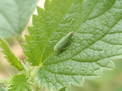 Graphocephala cythura