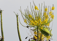 Schizolobium parahyba