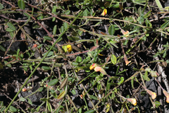 Bossiaea scortechinii