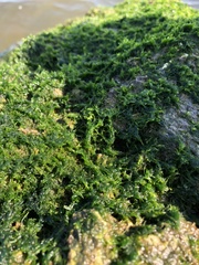 Ulva compressa