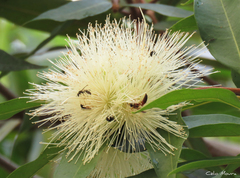 Syzygium jambos