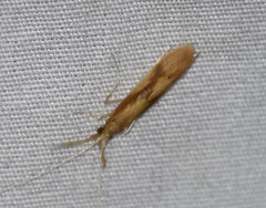 Triaenodes marginatus