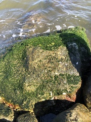 Ulva compressa