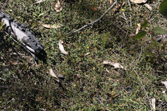 Bossiaea scortechinii