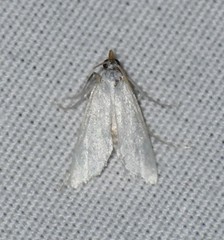Leptosteges vestaliella