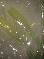 Ulva compressa