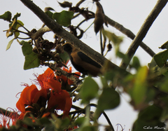 Stilpnia cayana flava