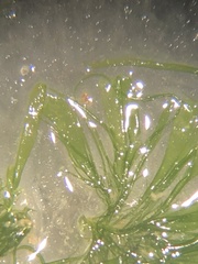 Ulva compressa