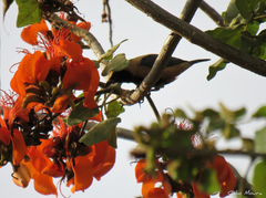 Stilpnia cayana flava