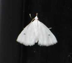 Leptosteges vestaliella