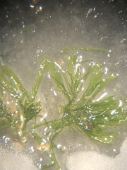 Ulva compressa