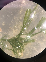 Ulva compressa