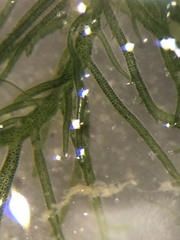 Ulva compressa