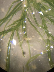 Ulva compressa