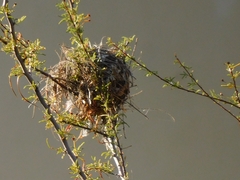 Auriparus flaviceps