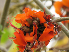 Erythrina velutina