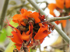Erythrina velutina