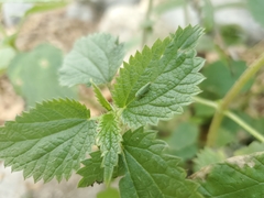 Graphocephala cythura