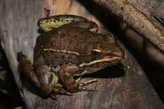 Lithobates zweifeli