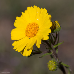 Madia radiata