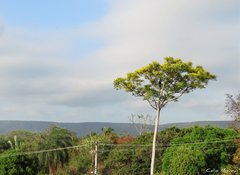 Schizolobium parahyba