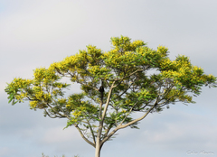 Schizolobium parahyba