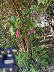 Cestrum roseum