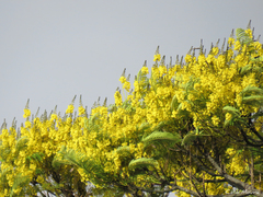 Schizolobium parahyba