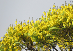 Schizolobium parahyba