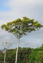 Schizolobium parahyba