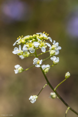 Lepidium jaredii album