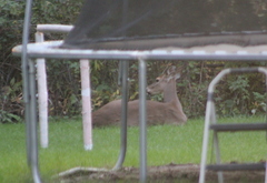 Odocoileus virginianus