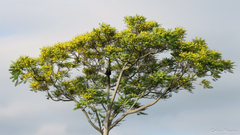 Schizolobium parahyba