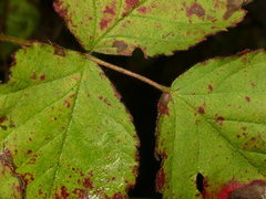 Rubus meracus