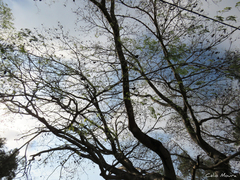 Enterolobium timbouva