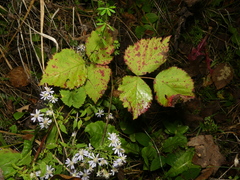 Rubus meracus