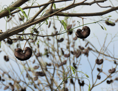 Enterolobium timbouva