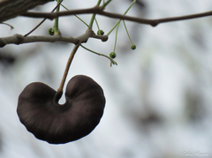 Enterolobium timbouva