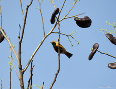 Stilpnia cayana flava