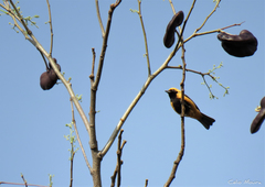 Stilpnia cayana flava