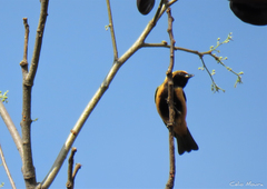 Stilpnia cayana flava
