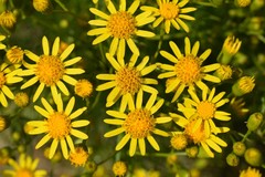 Senecio pampeanus