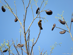 Stilpnia cayana flava